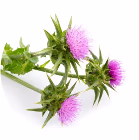 Milk thistle